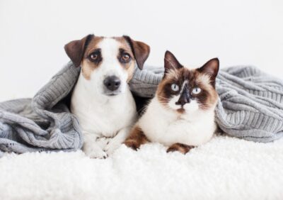 Pets