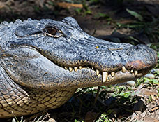 Wildlife